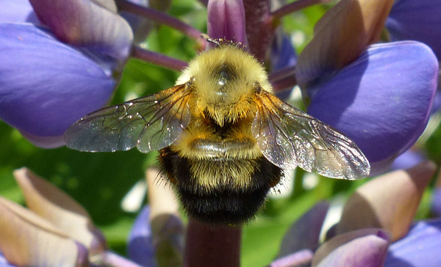 صورة Bombus bimaculatus Cresson 1864