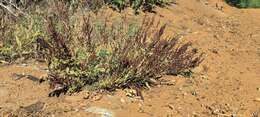 Rumex californicus Rech. fil. resmi