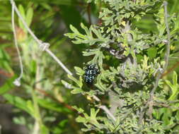 Image of Thyreus nitidulus nitidulus (Fabricius 1804)