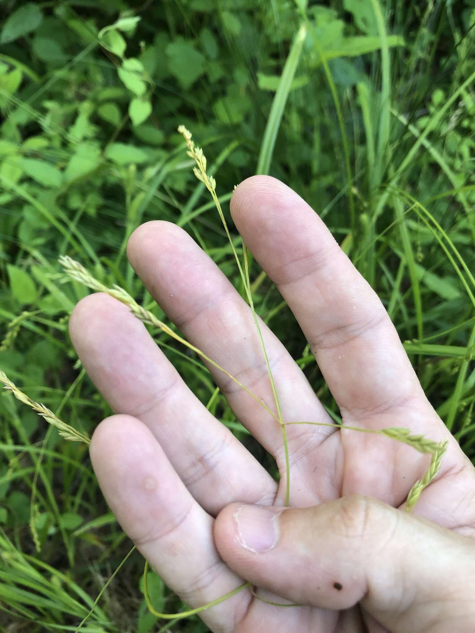 Image de Festuca subverticillata (Pers.) E. B. Alexeev