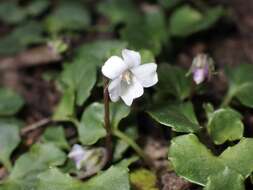 Image of Viola curtisiae