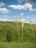 Pseudopodospermum strictum (Hornem.) Zaika, Sukhor & N. Kilian resmi