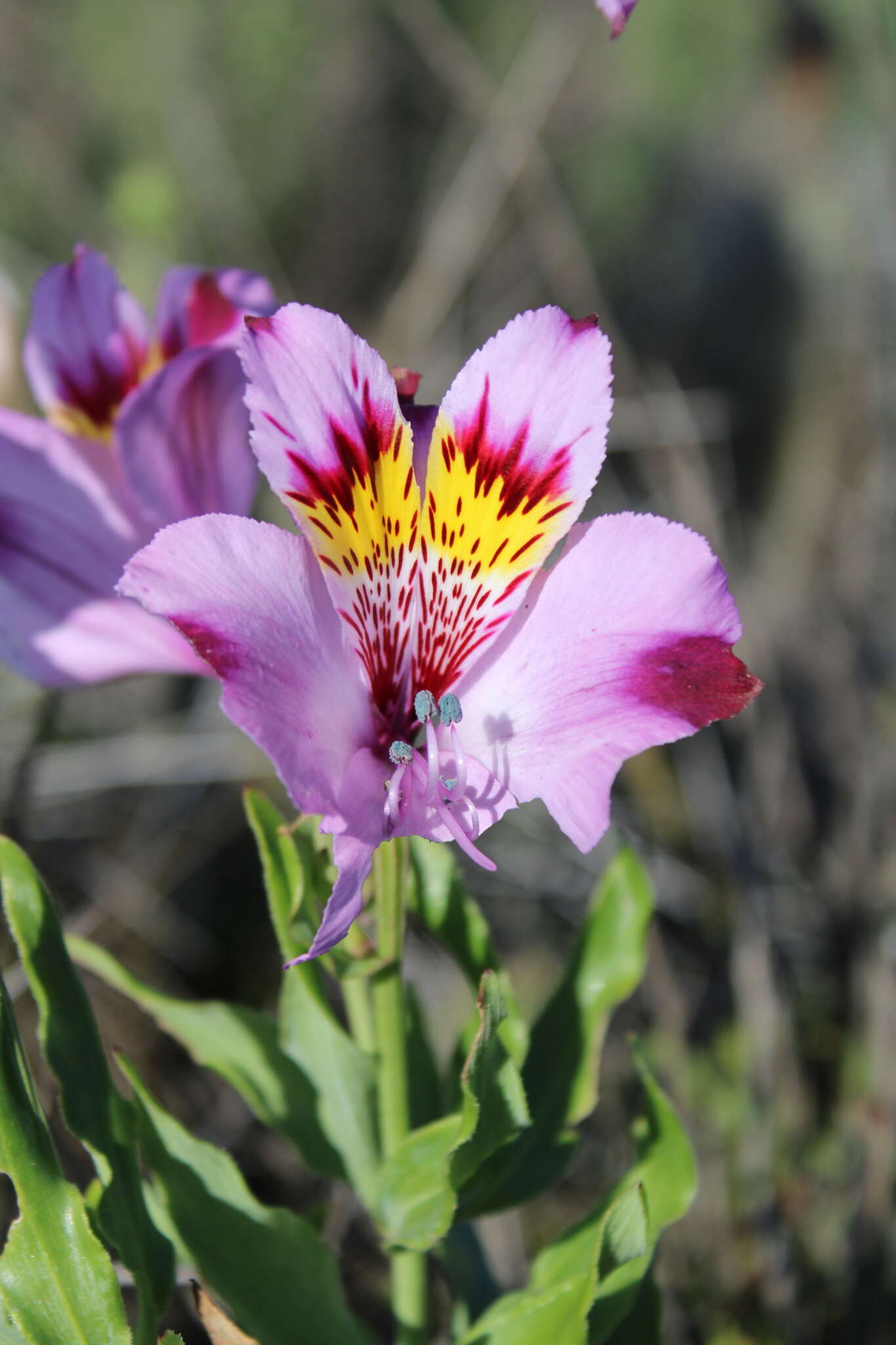 Image of Alstroemeria philippii Baker