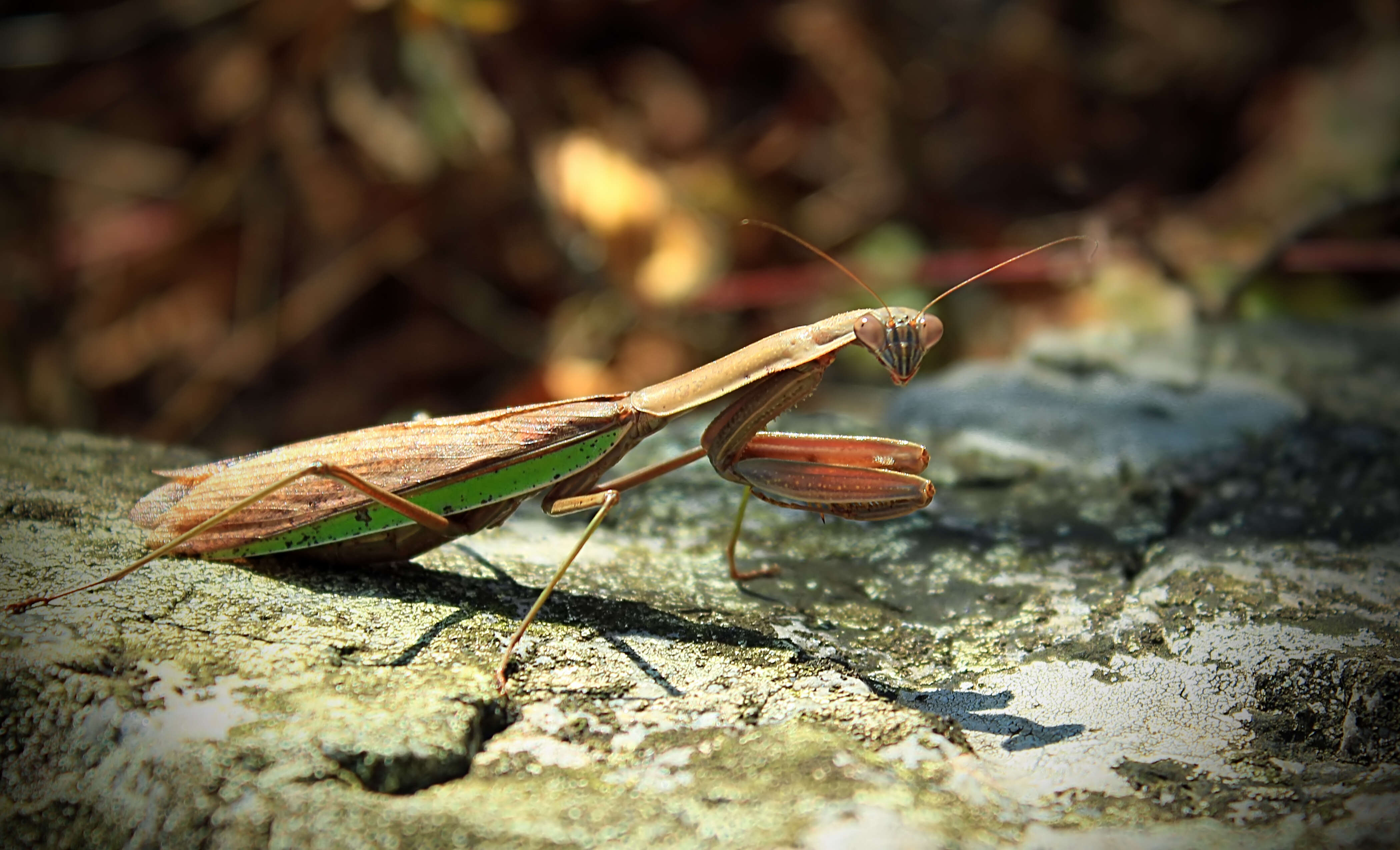 Image of Chinese mantis