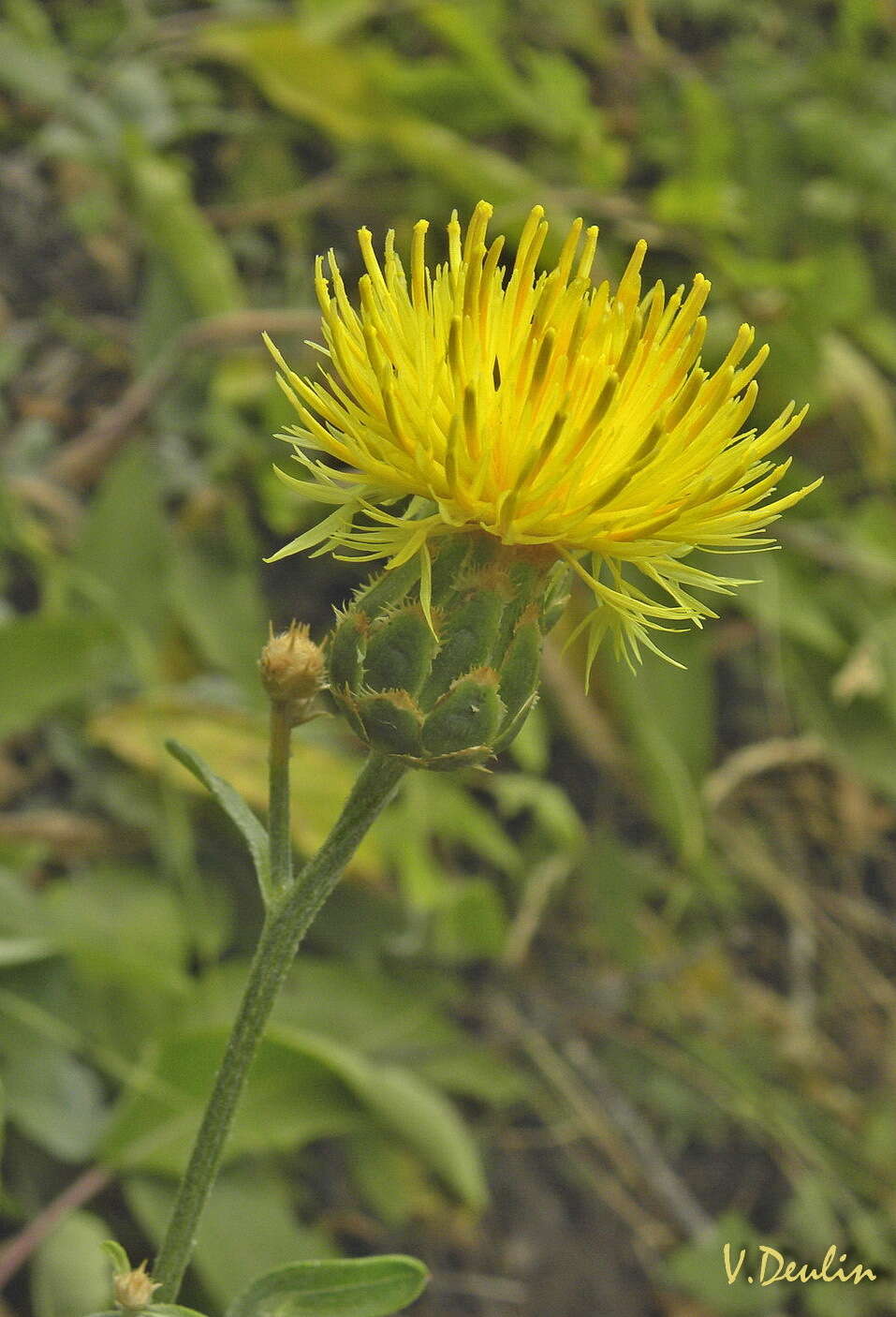 Image of Centaurea salonitana Vis.