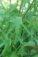 Image of harsh Indian paintbrush