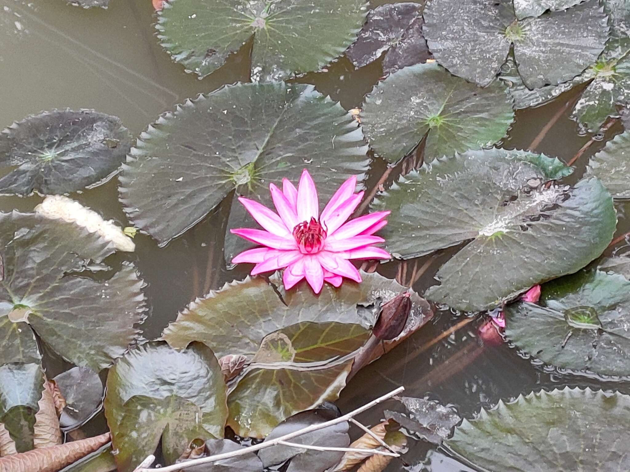 Image of Nymphaea rubra Roxb. ex Andr.