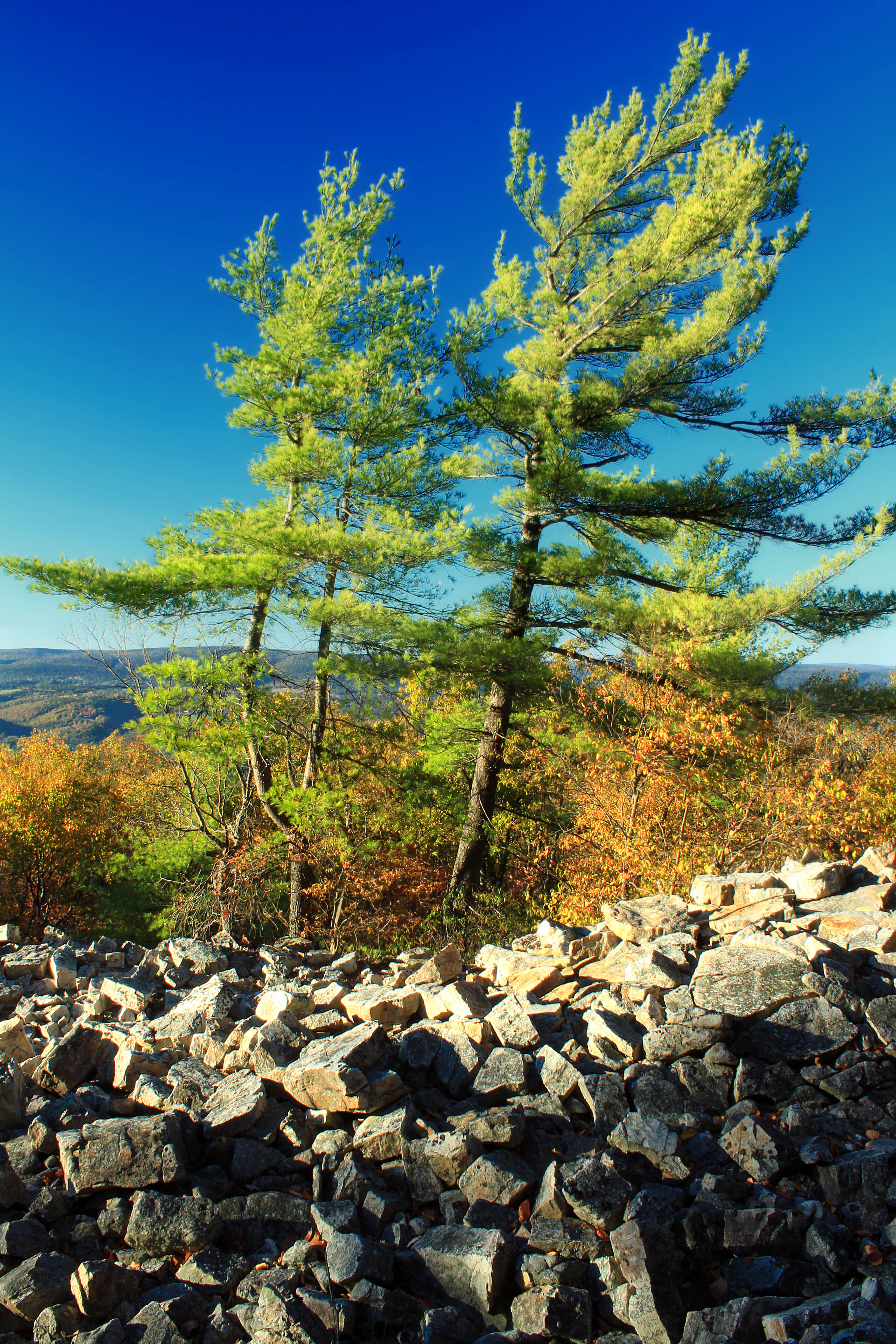 Image of eastern white pine