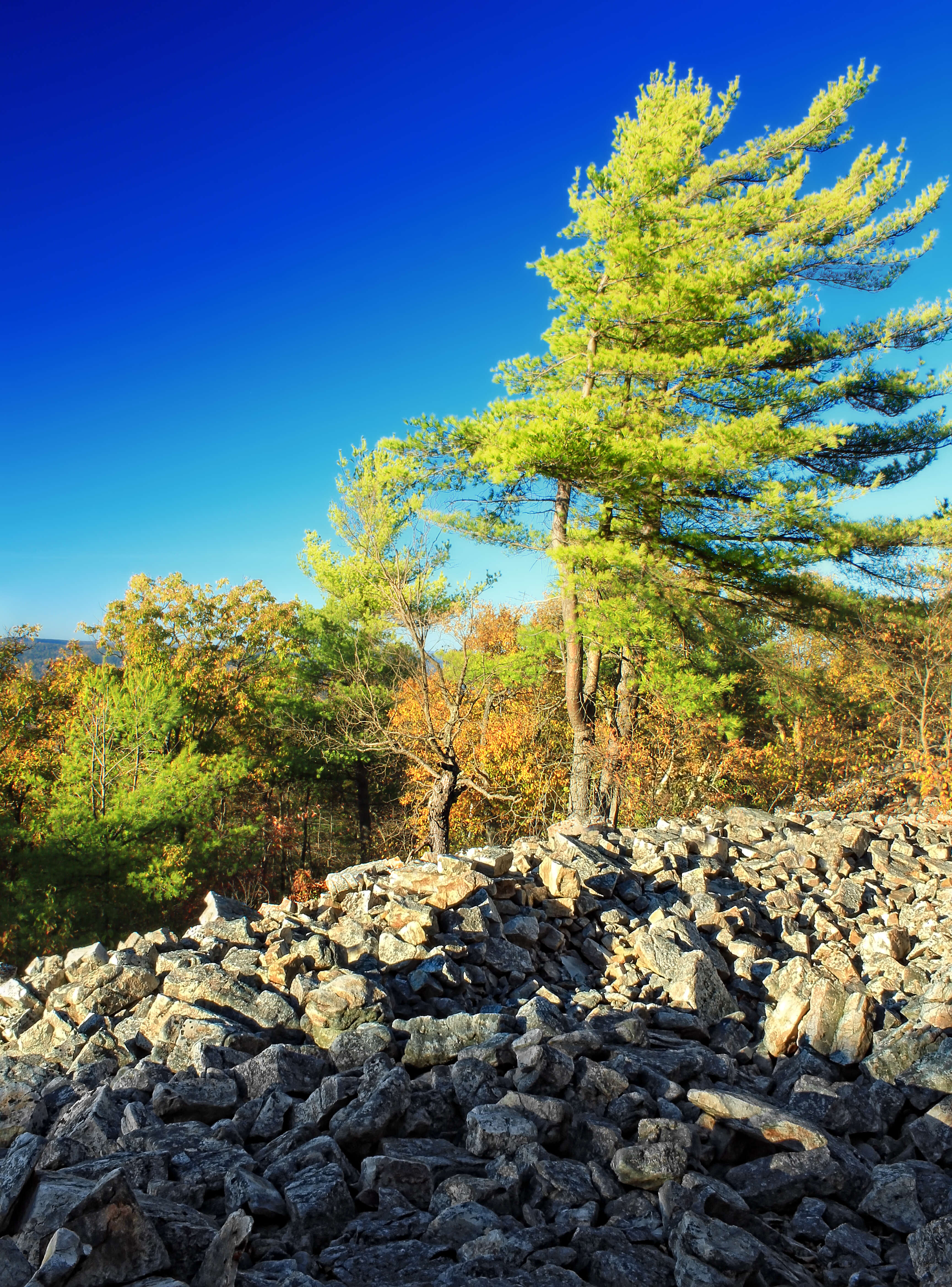 Image of eastern white pine