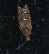 Image of Eastern Pine Seedworm Moth