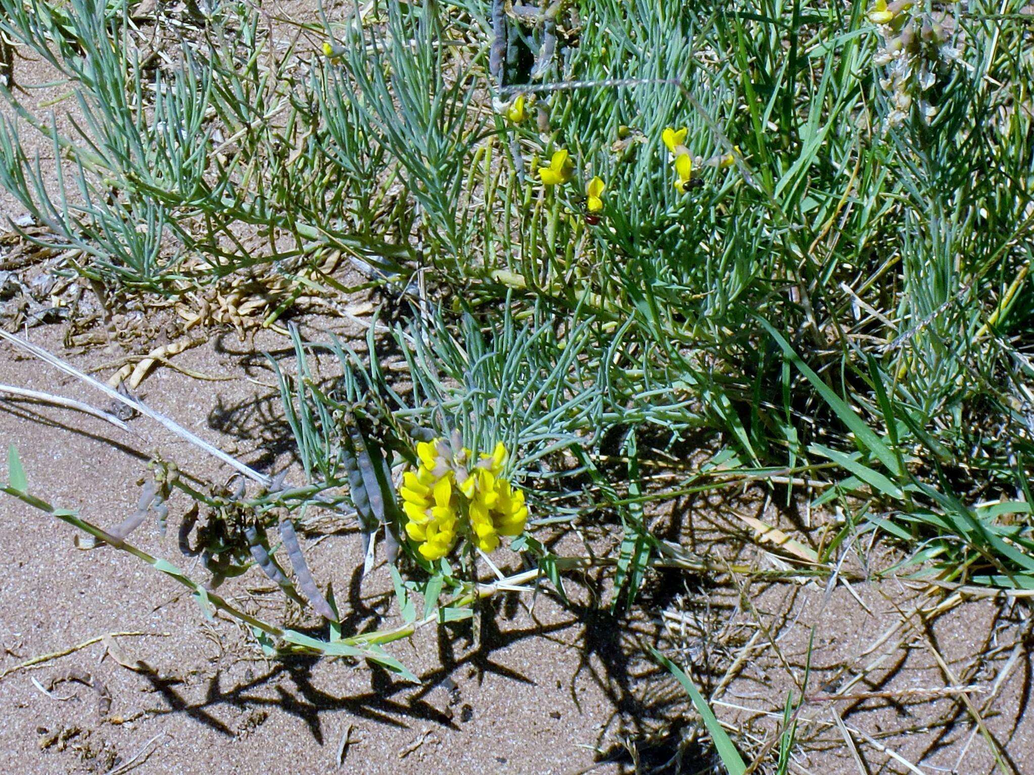 Image of Lebeckia gracilis Eckl. & Zeyh.