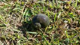 Image of Giant applesnail