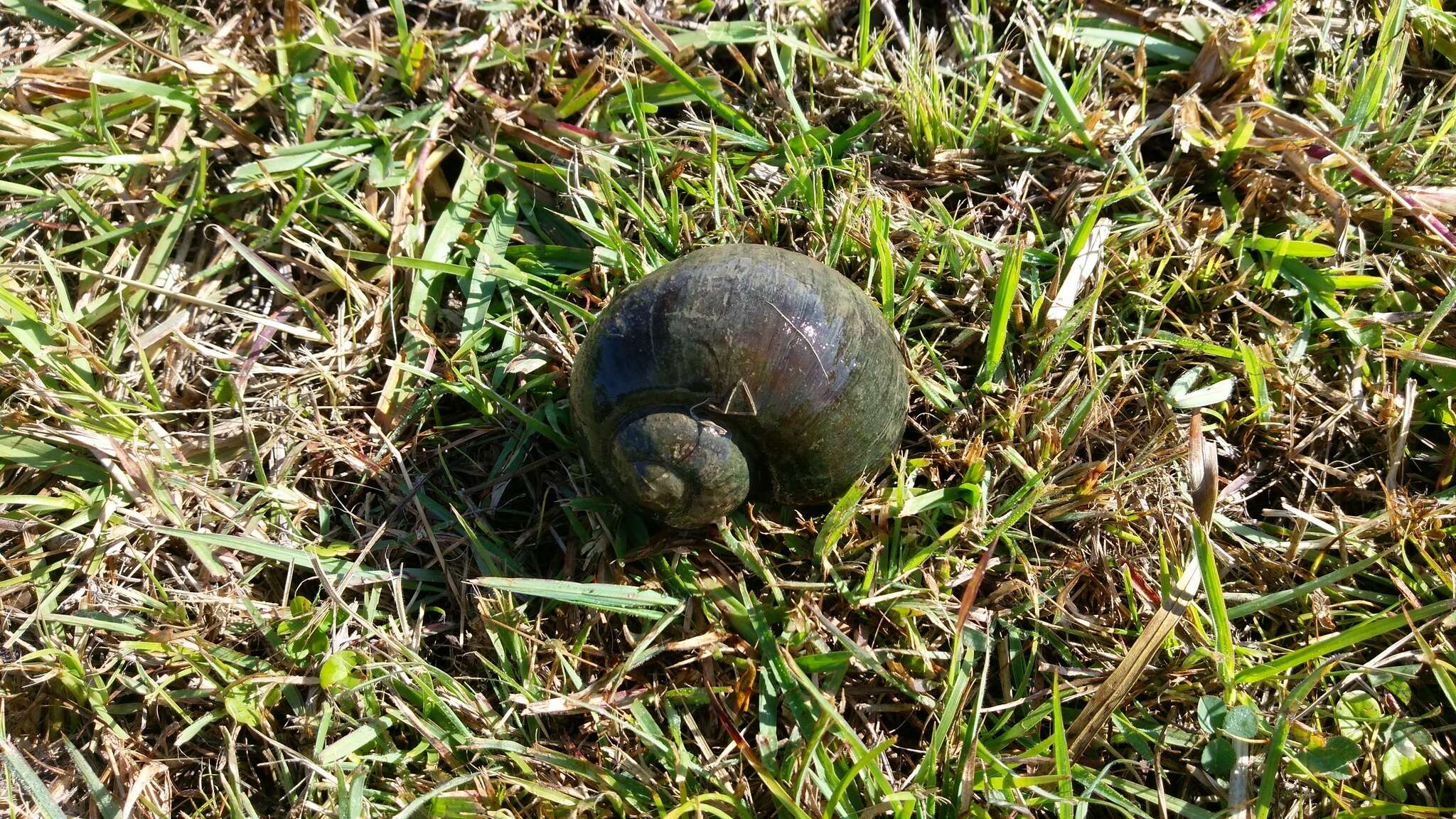 Image of Giant applesnail