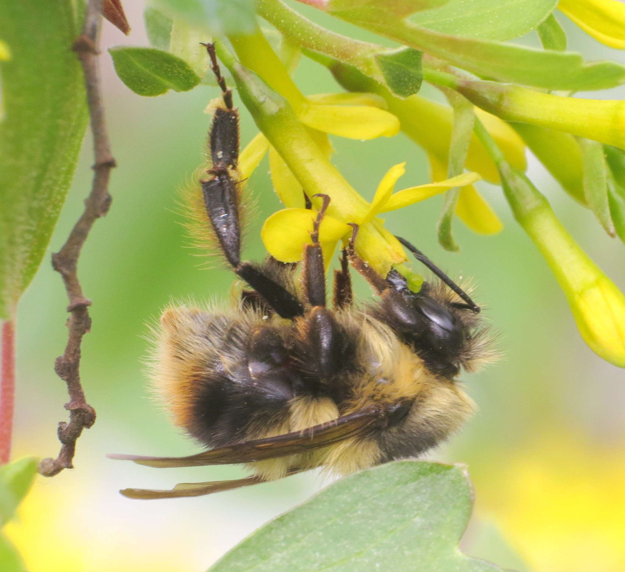 Слика од Bombus mixtus Cresson 1879