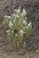 Image of Nelsia quadrangula (Engl.) Schinz