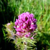 Image of exserted Indian paintbrush