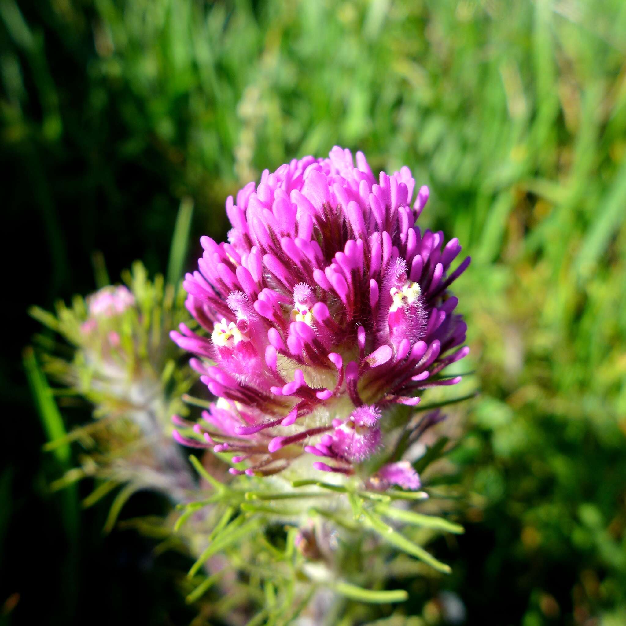 Image of exserted Indian paintbrush