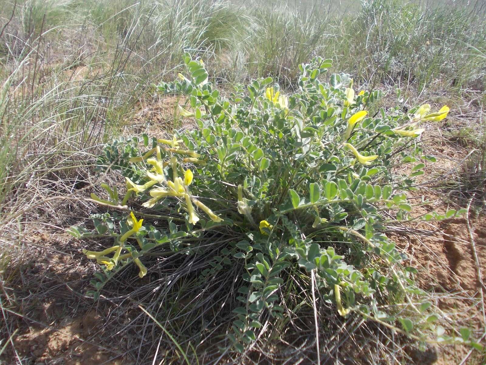 Imagem de Astragalus longipetalus Chater