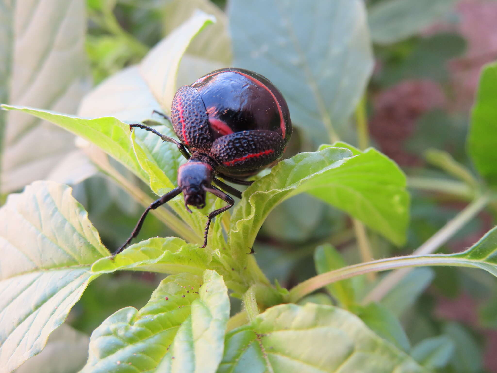 Image of Megetra punctata Selander 1965