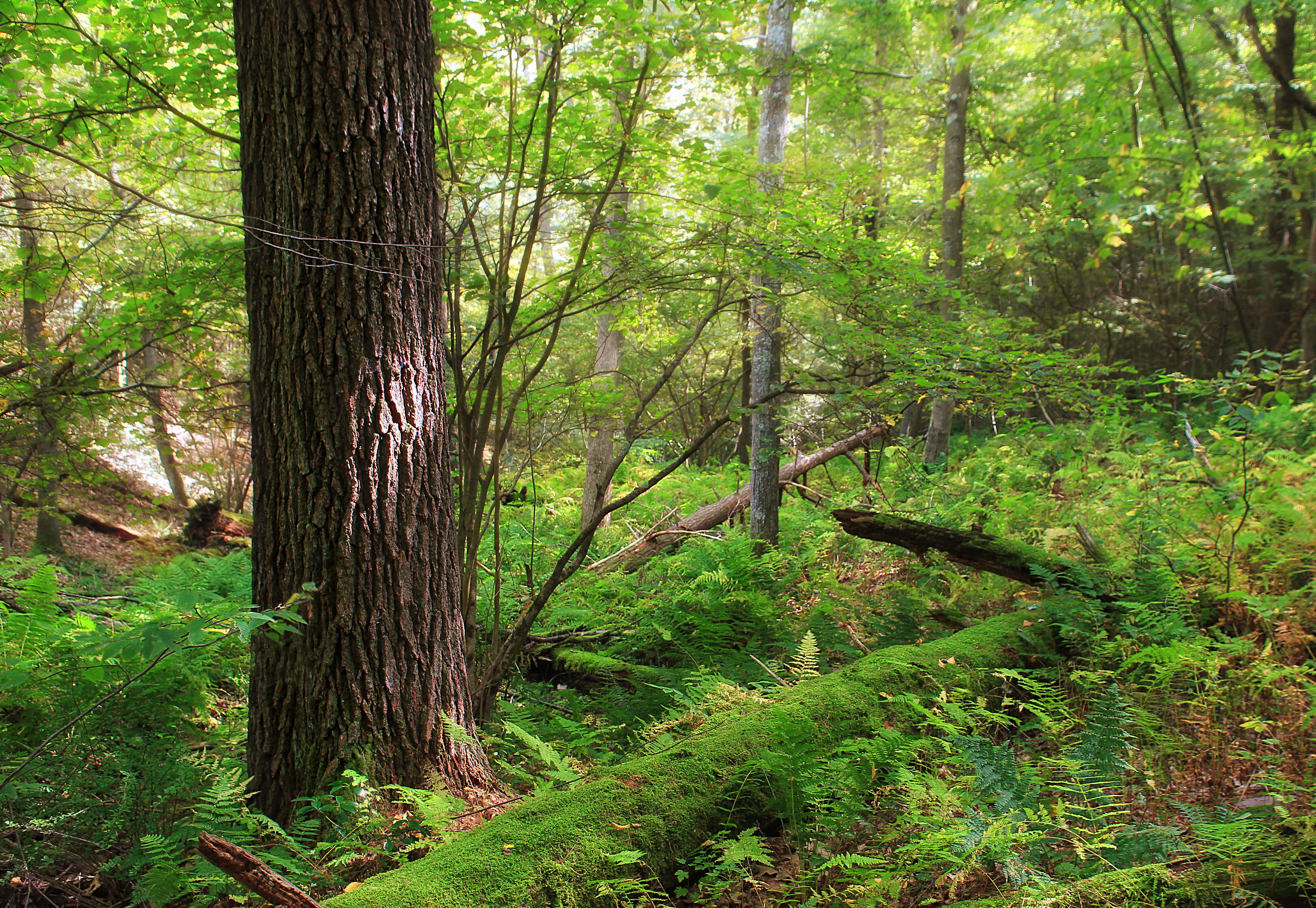 Image of eastern white pine