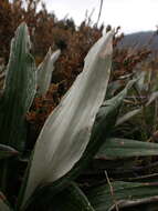 Image of Celmisia latifolia (F. Müll. ex Benth.) M. Gray & D. R. Given