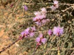 Image of Melaleuca gibbosa Labill.