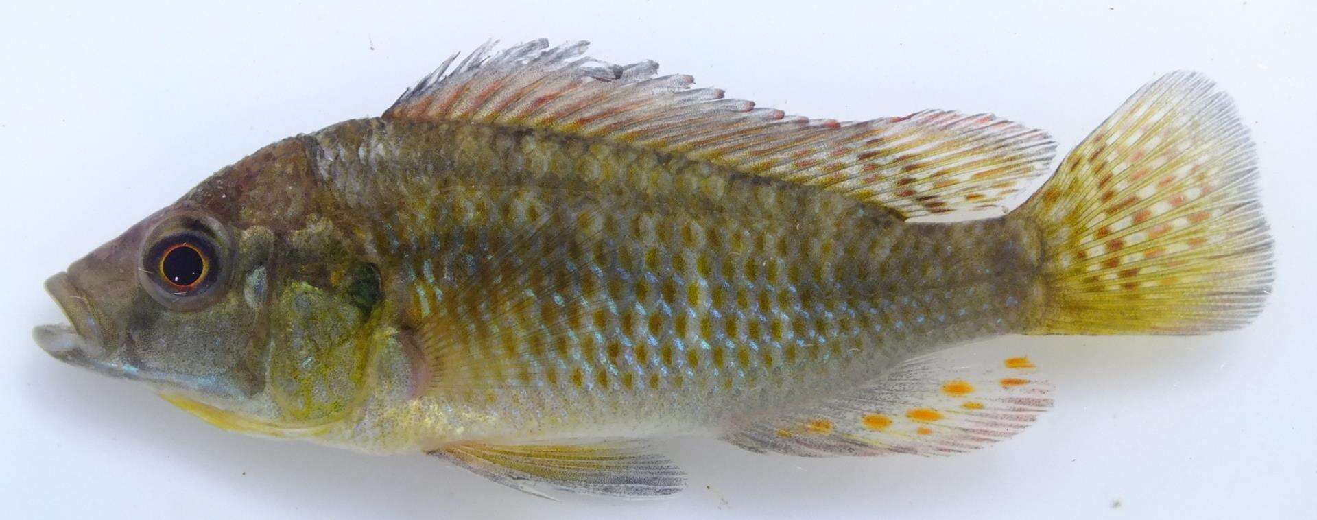 Image of Eastern River Bream