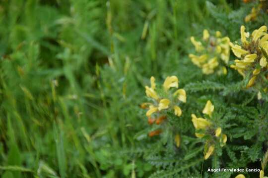 Image of Pedicularis schizocalyx (Lange) Steininger