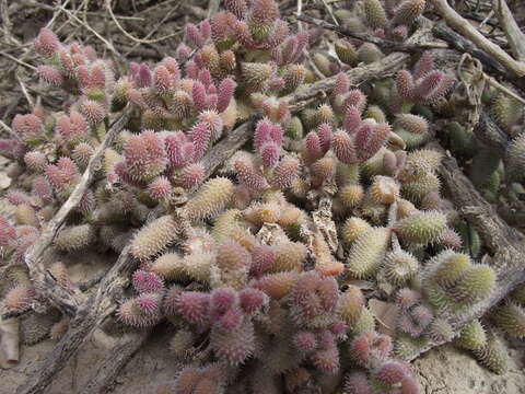 Image of Delosperma echinatum (Lam.) Schwant.