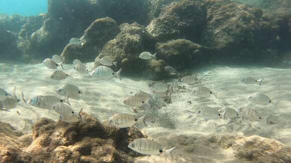 Image of Moroccan white seabream