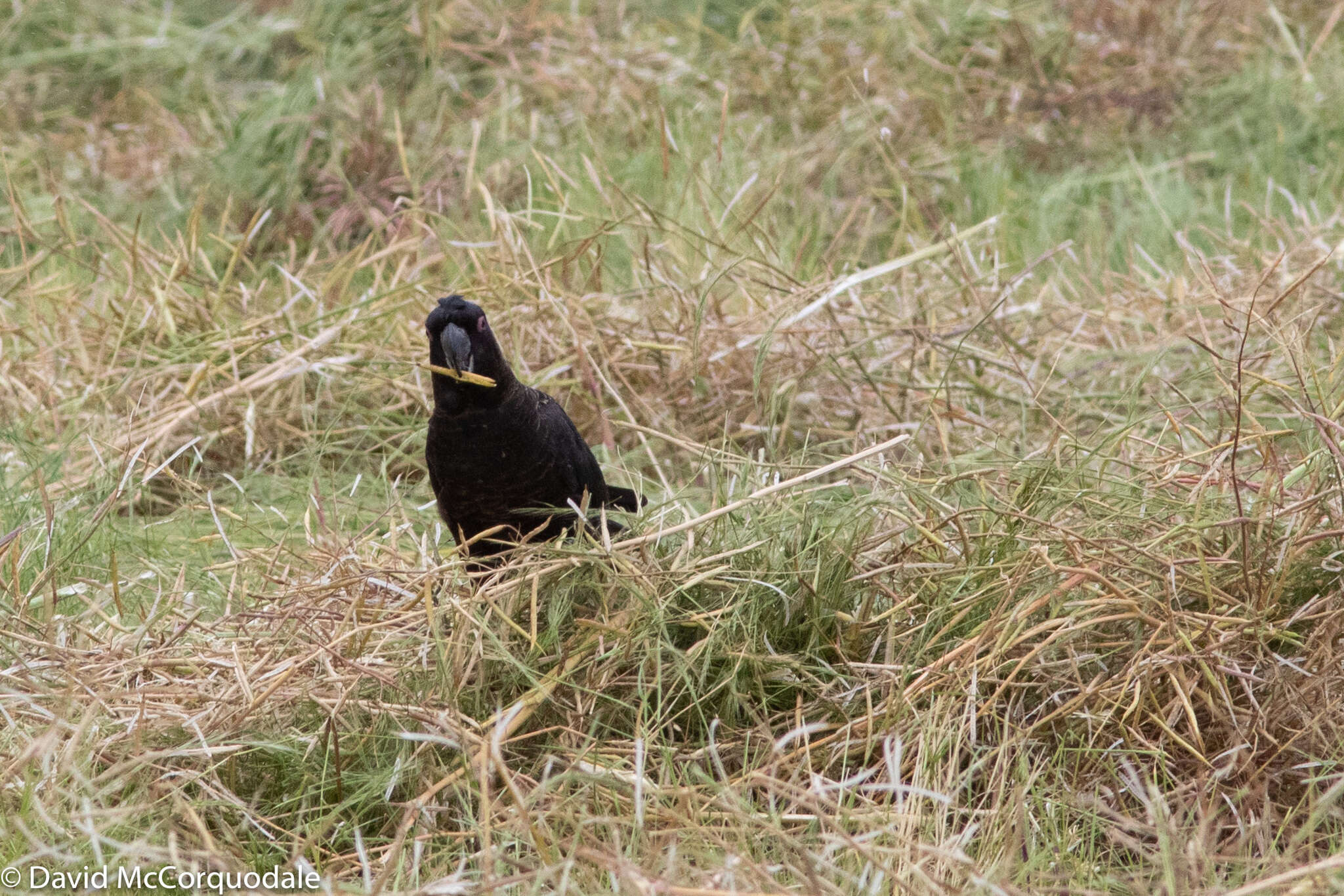 Image of Carnaby's Black Cockatoo