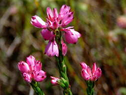 Image of Erica corifolia var. corifolia