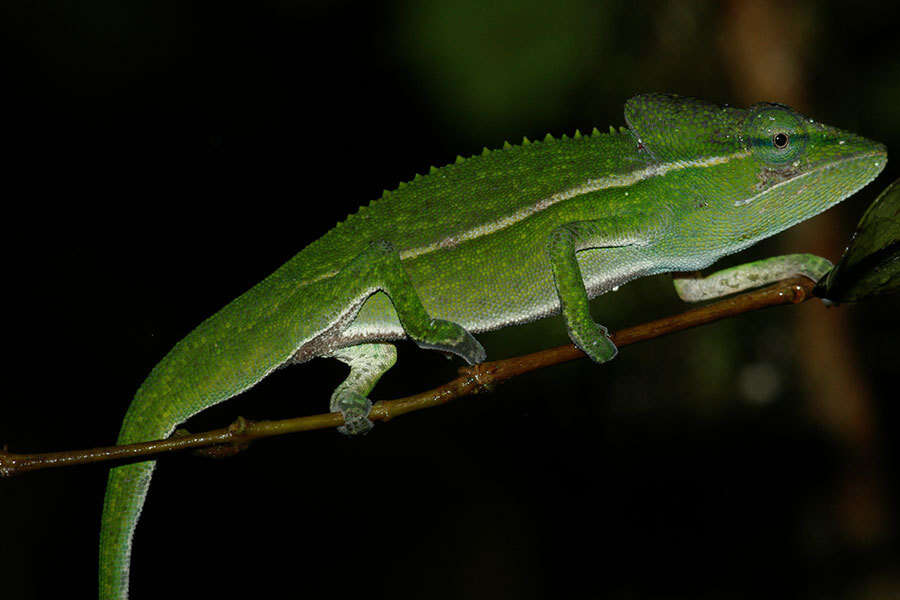 Image of Perinet chameleon