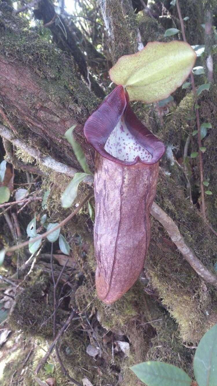 Image of Pitcher plant