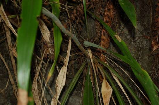 Image of Pitcairnia recurvata (Scheidw.) K. Koch