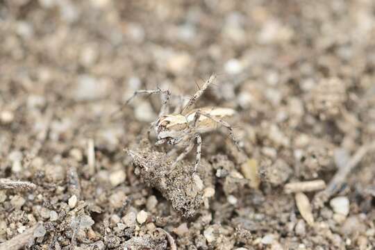 Image of Oxyopes tridens Brady 1964