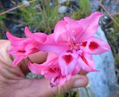 Image de Gladiolus crispulatus L. Bolus