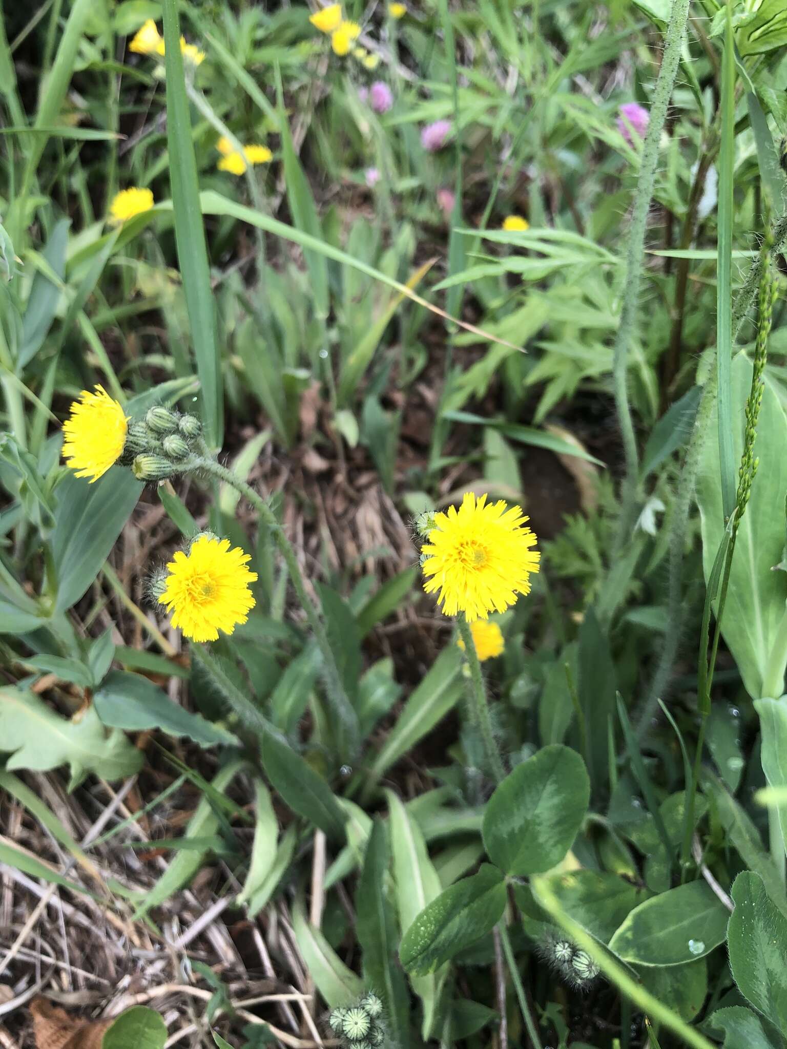 Image of hawkweed