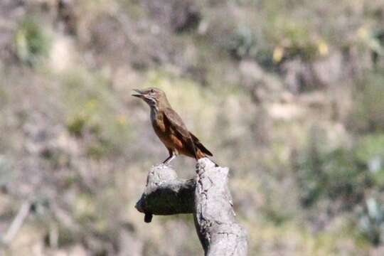 Image of Streak-throated Bush Tyrant