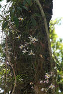 Imagem de Dendrobium falconeri Hook.