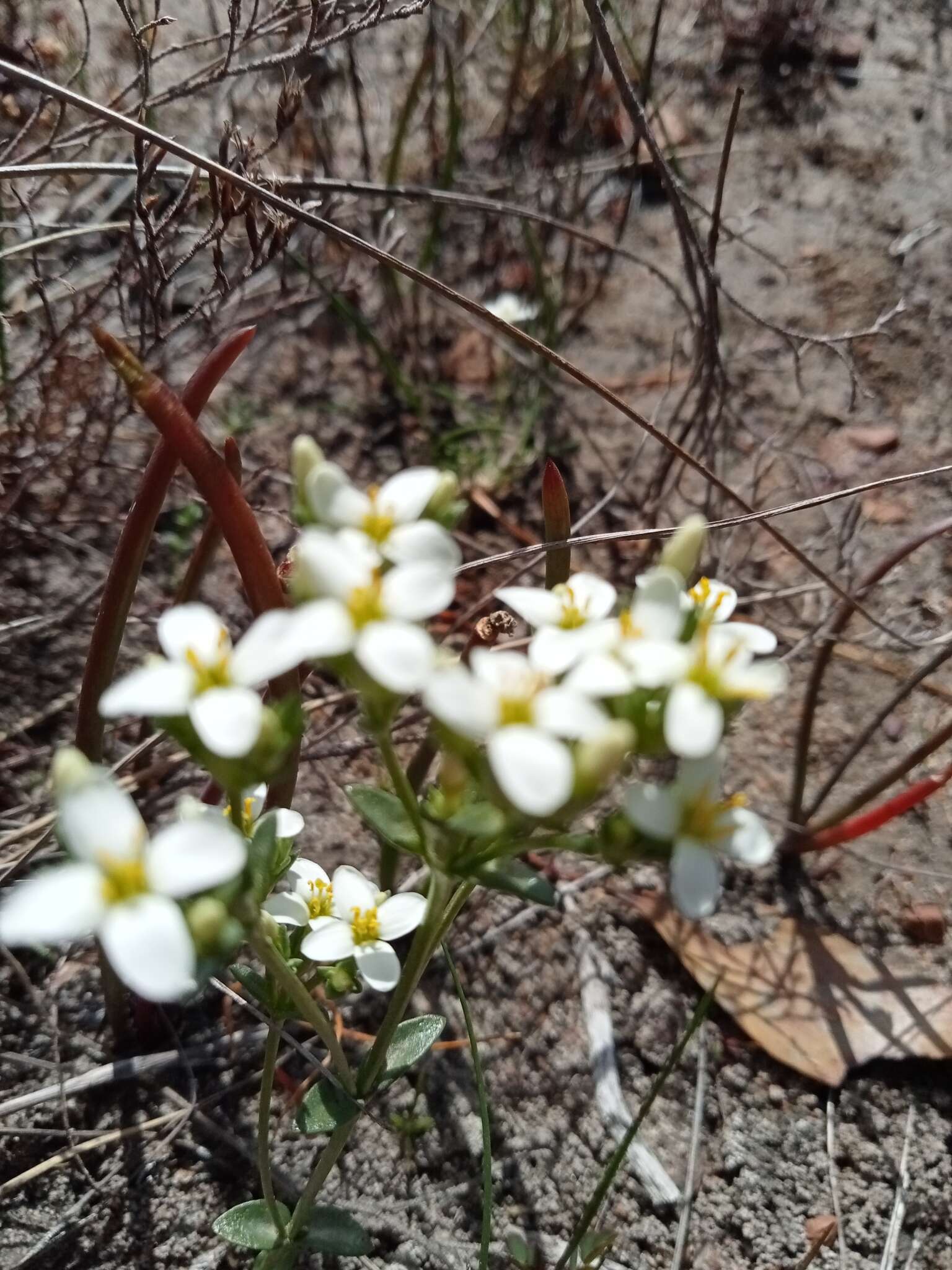 Image of Sebaea albens (L. fil.) Sm.