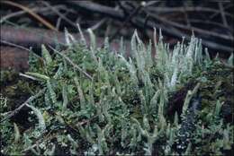 Plancia ëd Cladonia rigida (Hook. fil. & Taylor) Hampe