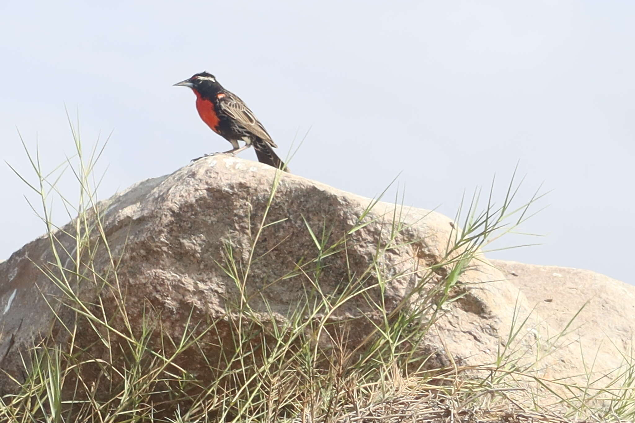 Image of Peruvian Meadowlark