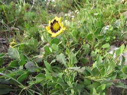 Osteospermum calcicola (J. C. Manning & Goldblatt) J. C. Manning & Goldblatt的圖片