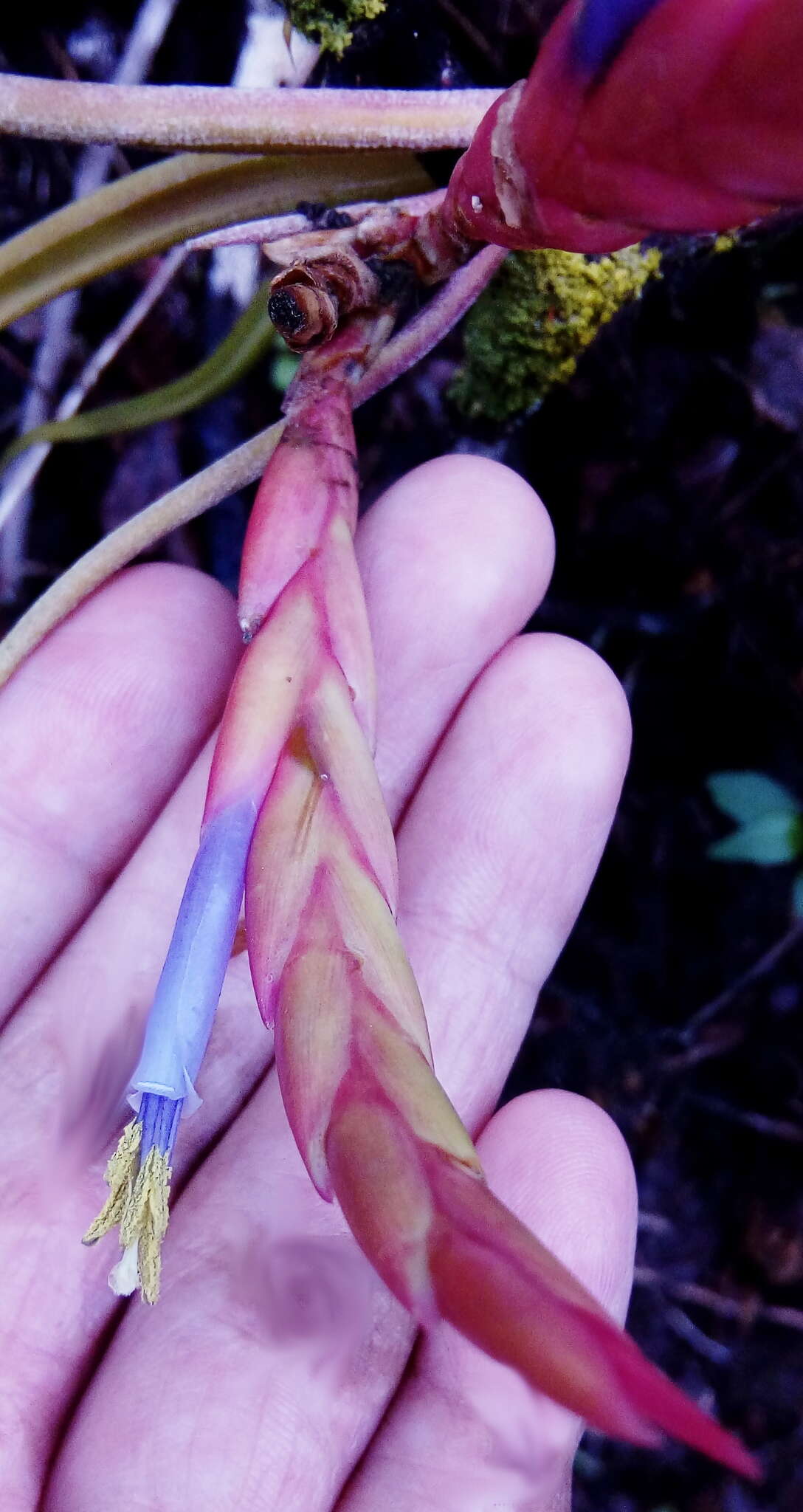 Image de Tillandsia caput-medusae É. Morren