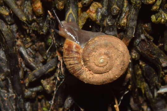 Image of Pterocyclos rupestris Benson 1832