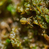 Image of Globular springtail