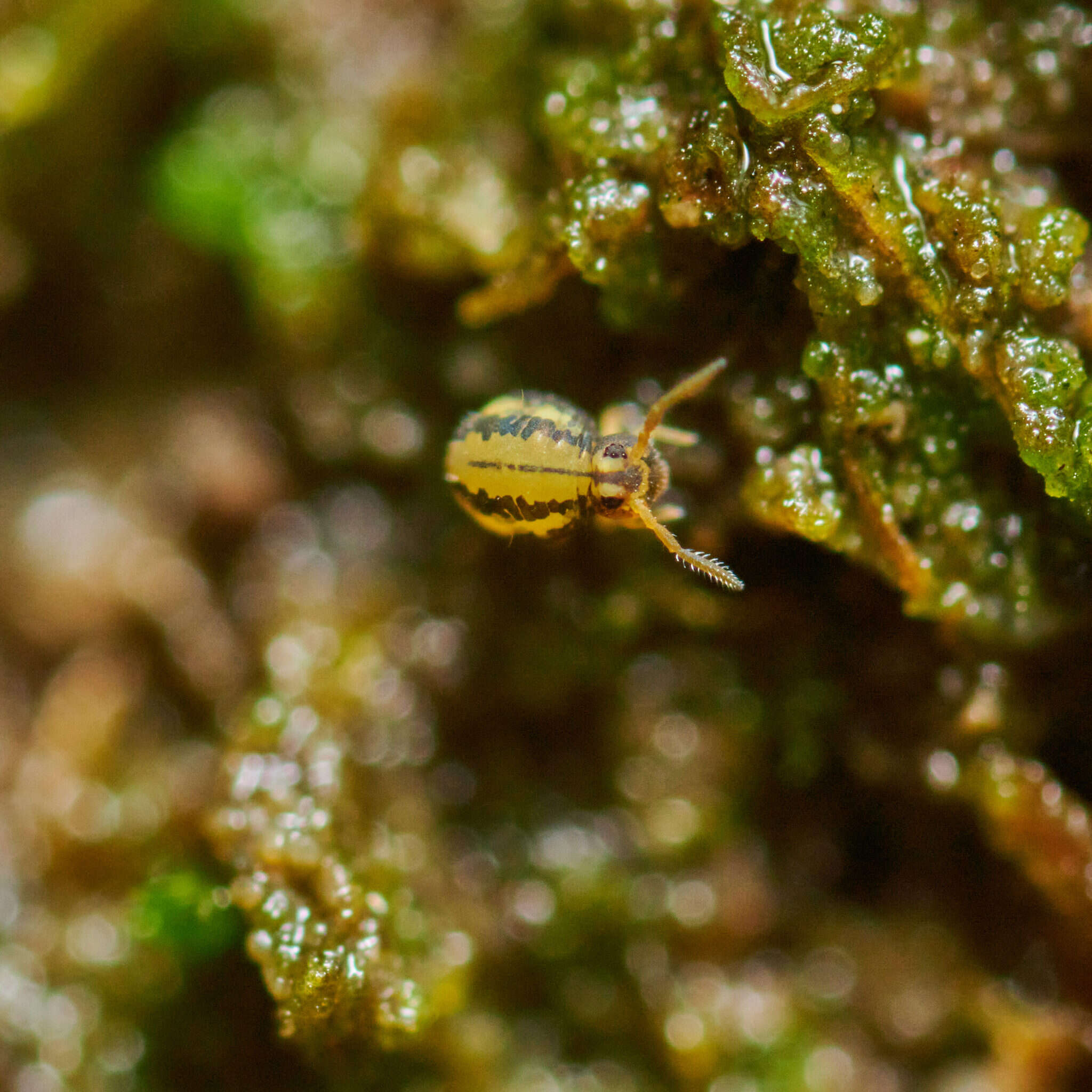 Image of Globular springtail