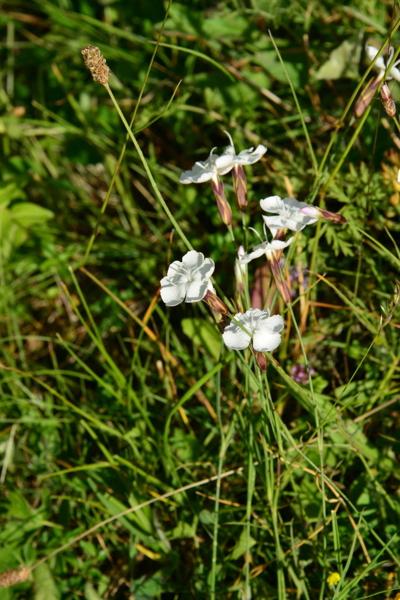 Слика од Dianthus cretaceus Adams