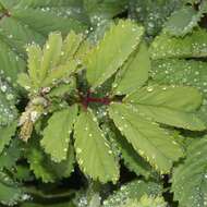 Слика од Sanguisorba hakusanensis Makino